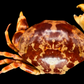 Floral Egg Crab (Atergatis floridus) | Preserved Crab Specimen | Real Green Egg Crab