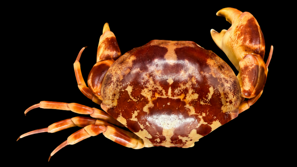 Floral Egg Crab (Atergatis floridus) | Preserved Crab Specimen | Real Green Egg Crab