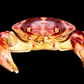 Floral Egg Crab (Atergatis floridus) | Preserved Crab Specimen | Real Green Egg Crab