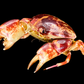 Floral Egg Crab (Atergatis floridus) | Preserved Crab Specimen | Real Green Egg Crab
