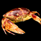 Floral Egg Crab (Atergatis floridus) | Preserved Crab Specimen | Real Green Egg Crab