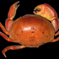 Freshwater Crab (Potamidae sp. cf. Indochinamon) | Preserved Crab Specimen | Real River Crab
