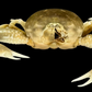 Freshwater Crab (Potamonemus sp.) | Preserved Crab Specimen | Real River Crab