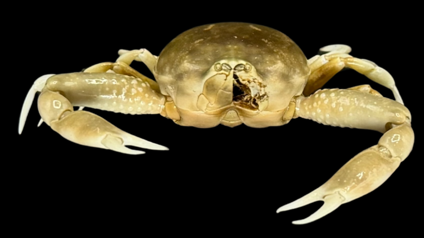 Freshwater Crab (Potamonemus sp.) | Preserved Crab Specimen | Real River Crab