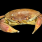 Freshwater Crab (Potamidae sp. cf. Indochinamon) | Preserved Crab Specimen | Real River Crab