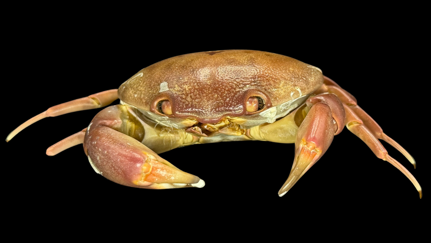Freshwater Crab (Potamidae sp. cf. Indochinamon) | Preserved Crab Specimen | Real River Crab