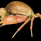 Freshwater Crab (Potamidae sp. cf. Indochinamon) | Preserved Crab Specimen | Real River Crab