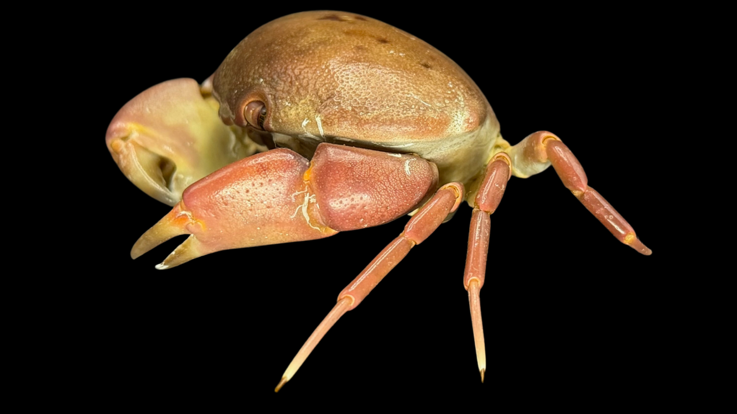 Freshwater Crab (Potamidae sp. cf. Indochinamon) | Preserved Crab Specimen | Real River Crab