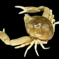 Freshwater Crab (Potamonemus sp.) | Preserved Crab Specimen | Real River Crab
