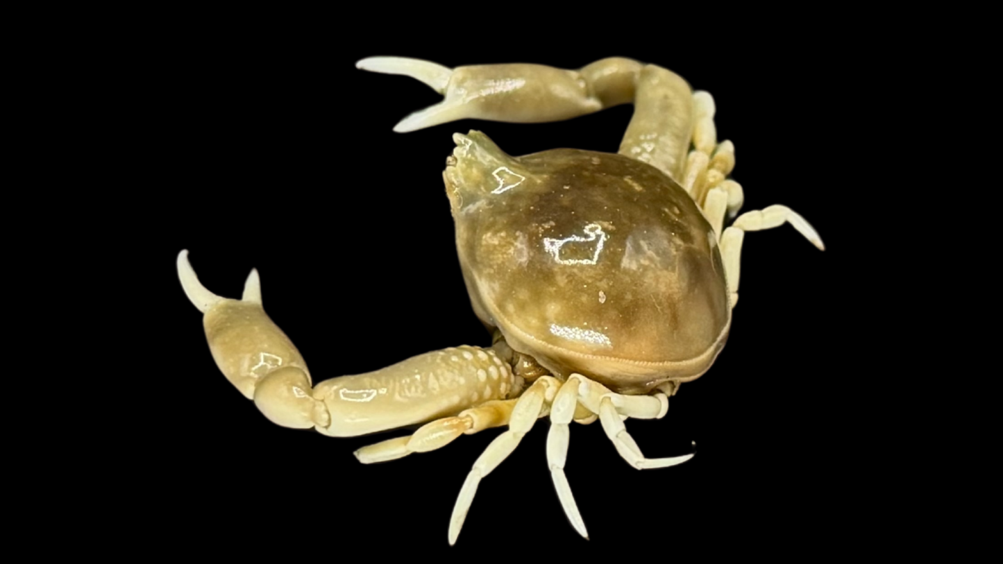 Freshwater Crab (Potamonemus sp.) | Preserved Crab Specimen | Real River Crab