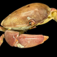 Freshwater Crab (Potamidae sp. cf. Indochinamon) | Preserved Crab Specimen | Real River Crab
