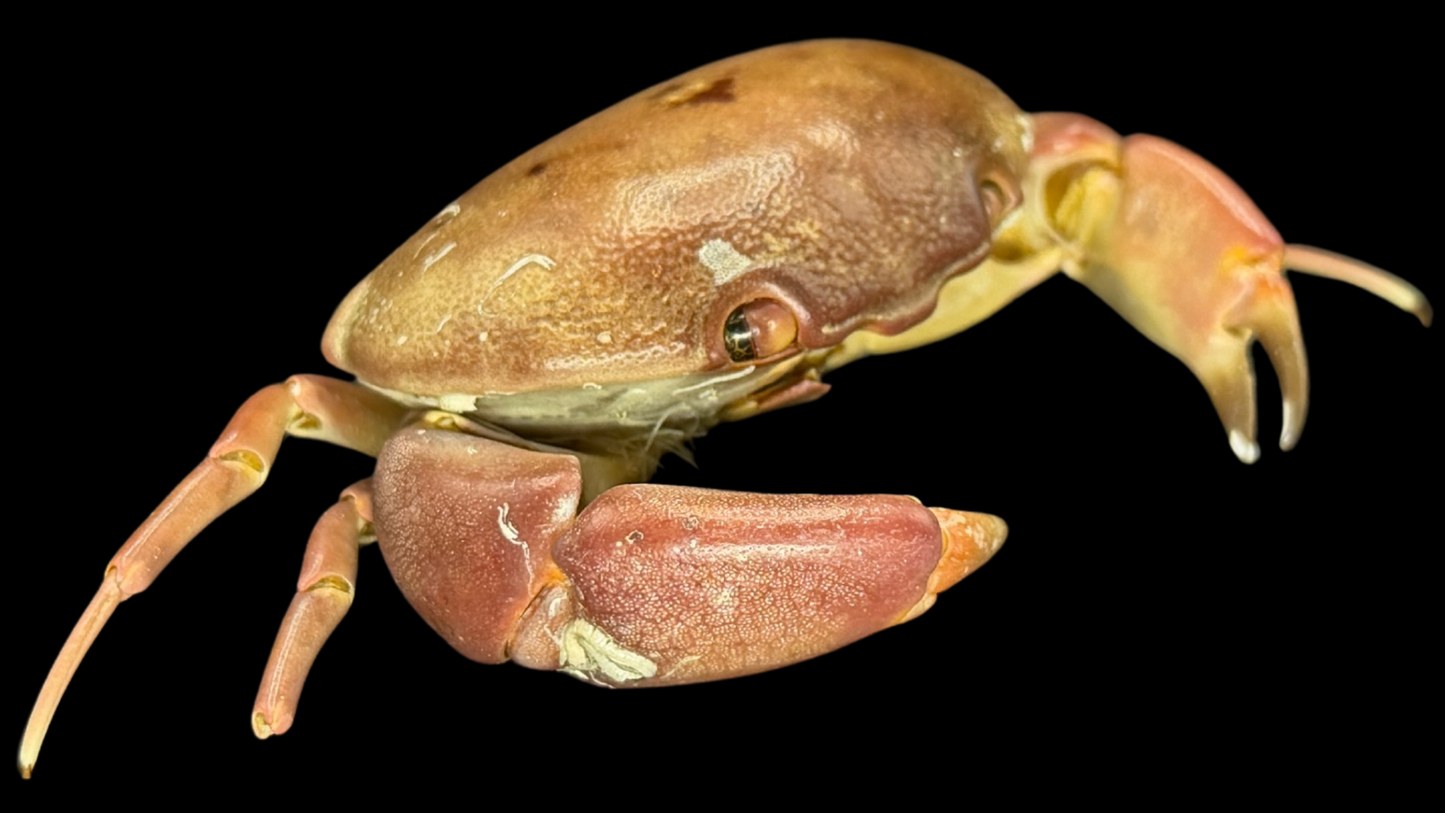 Freshwater Crab (Potamidae sp. cf. Indochinamon) | Preserved Crab Specimen | Real River Crab