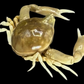 Freshwater Crab (Potamonemus sp.) | Preserved Crab Specimen | Real River Crab