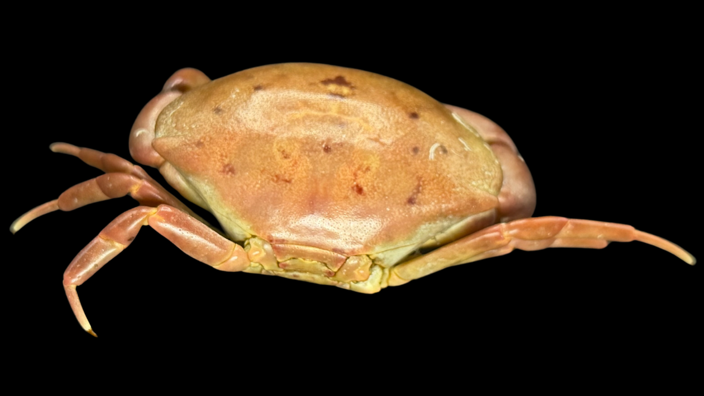 Freshwater Crab (Potamidae sp. cf. Indochinamon) | Preserved Crab Specimen | Real River Crab