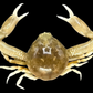 Freshwater Crab (Potamonemus sp.) | Preserved Crab Specimen | Real River Crab