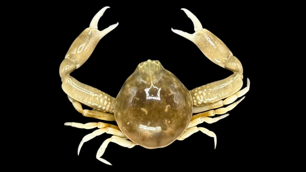 Freshwater Crab (Potamonemus sp.) | Preserved Crab Specimen | Real River Crab