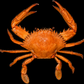 Giant Mud Crab (Scylla serrata) | Preserved Crab Specimen | Real Marine Crab