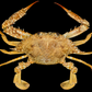 Haani Swimming Crab (Portunus haani) | Preserved Crab Specimen | Real Marine Crab