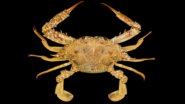 Haani Swimming Crab (Portunus haani) | Preserved Crab Specimen | Real Marine Crab