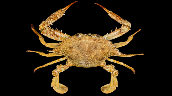 Haani Swimming Crab (Portunus haani) | Preserved Crab Specimen | Real Marine Crab