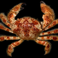 Hairy Crab (Pilumnus minutus) | Preserved Crab Specimen | Real Pilumnus Crab