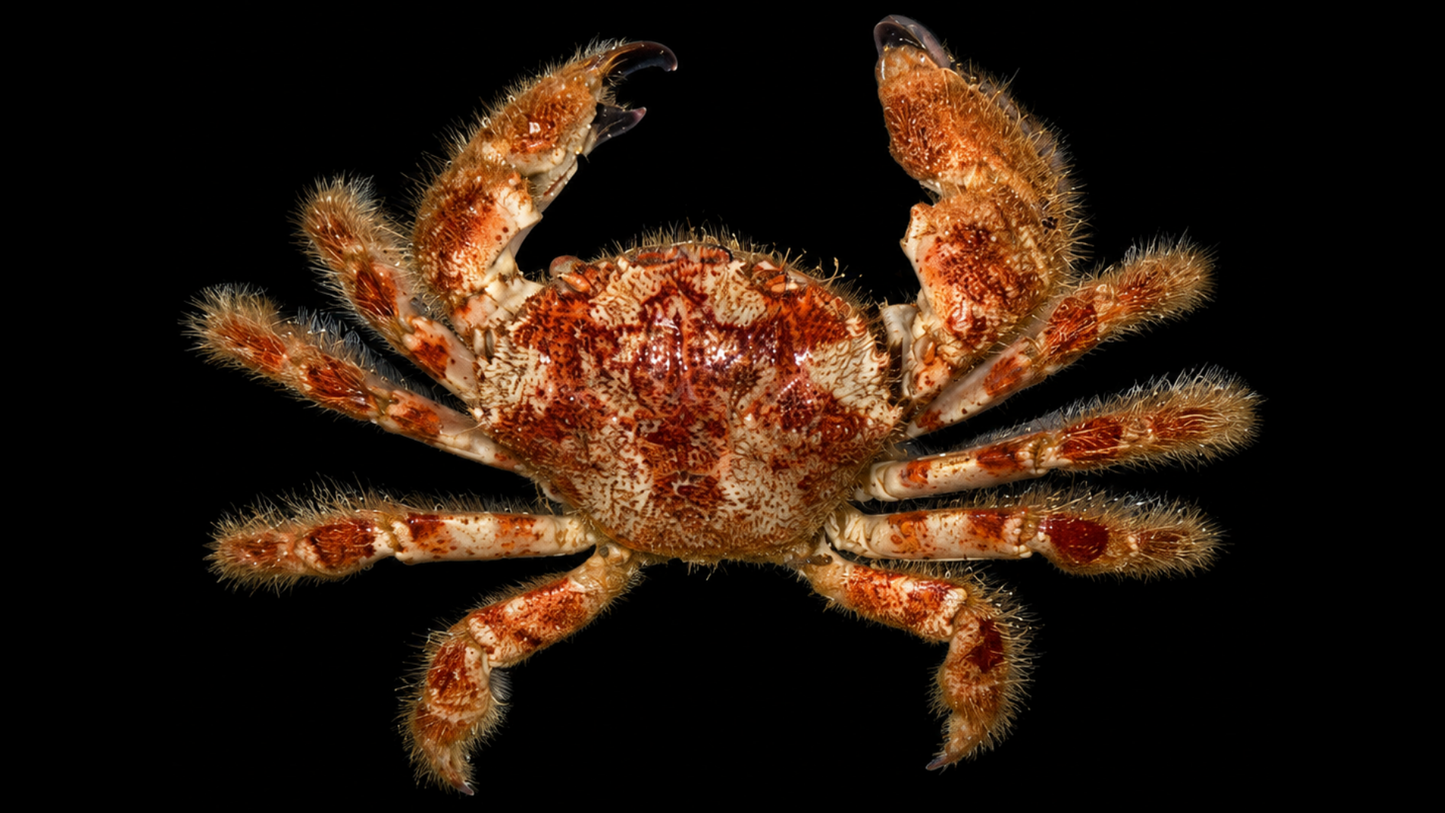 Hairy Crab (Pilumnus minutus) | Preserved Crab Specimen | Real Pilumnus Crab