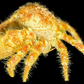 Hairy Crab (Pilumnus minutus) | Preserved Crab Specimen | Real Pilumnus Crab