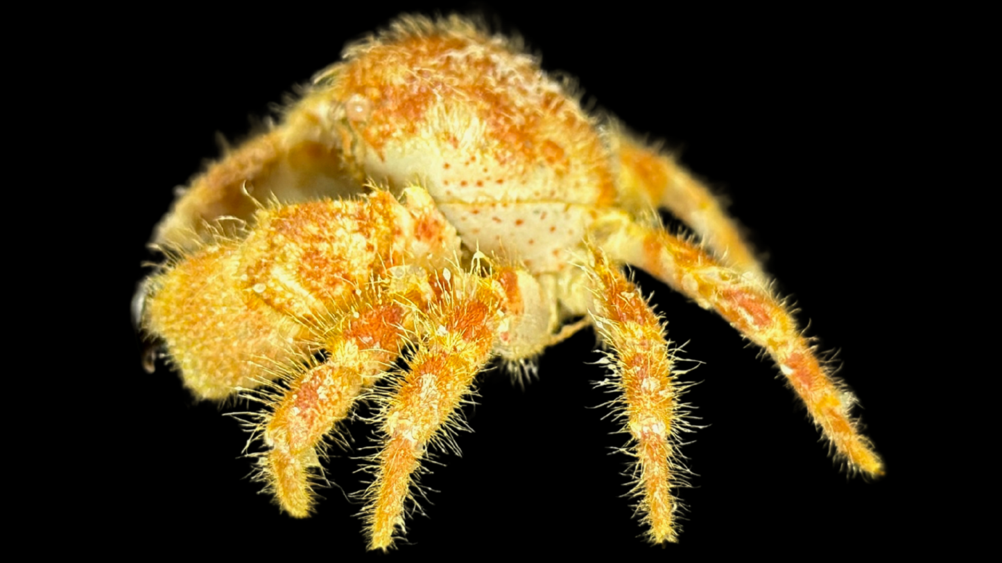 Hairy Crab (Pilumnus minutus) | Preserved Crab Specimen | Real Pilumnus Crab