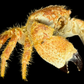 Hairy Crab (Pilumnus minutus) | Preserved Crab Specimen | Real Pilumnus Crab