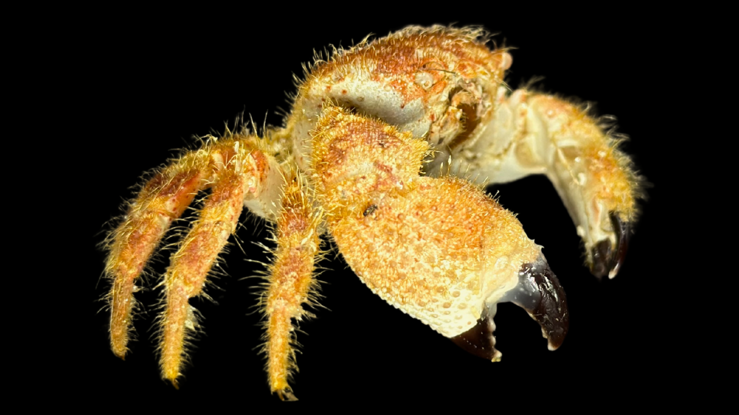 Hairy Crab (Pilumnus minutus) | Preserved Crab Specimen | Real Pilumnus Crab