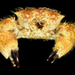 Hairy Crab (Pilumnus minutus) | Preserved Crab Specimen | Real Pilumnus Crab