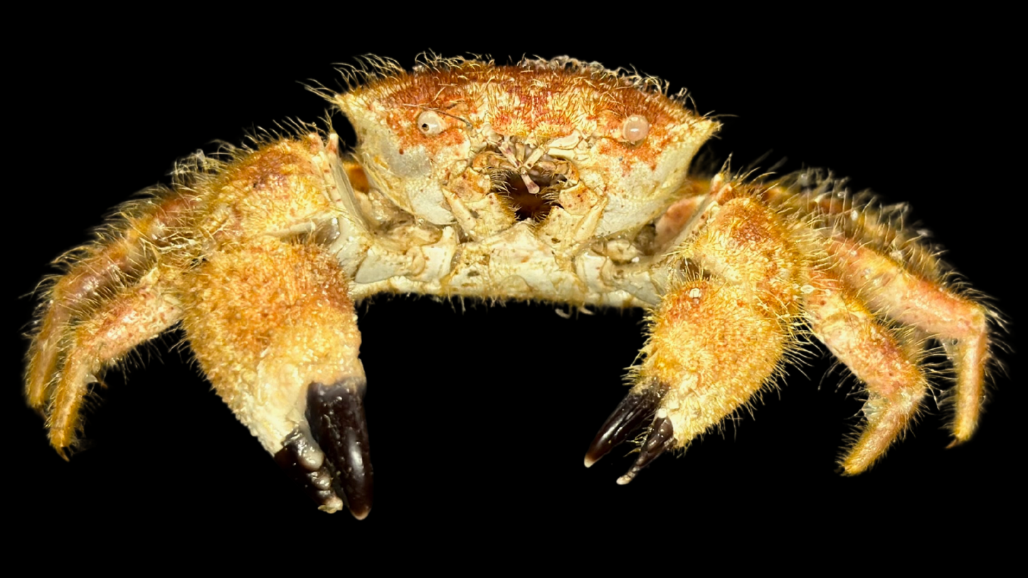 Hairy Crab (Pilumnus minutus) | Preserved Crab Specimen | Real Pilumnus Crab