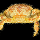 Hairy Crab (Pilumnus minutus) | Preserved Crab Specimen | Real Pilumnus Crab