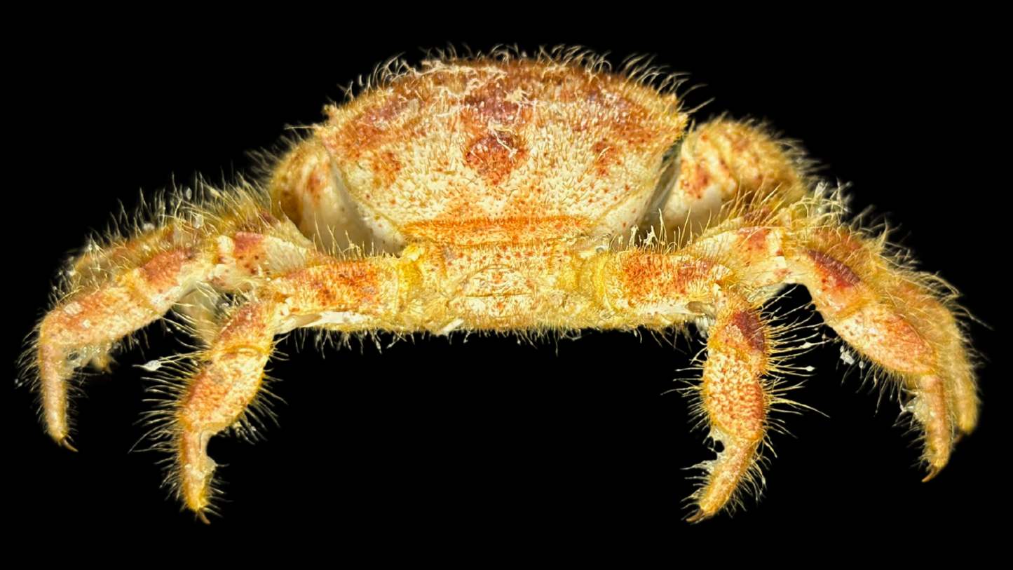 Hairy Crab (Pilumnus minutus) | Preserved Crab Specimen | Real Pilumnus Crab