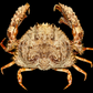 Hairy Crab (Pilumnus etheridgei) | Preserved Crab Specimen | Real Marine Crab