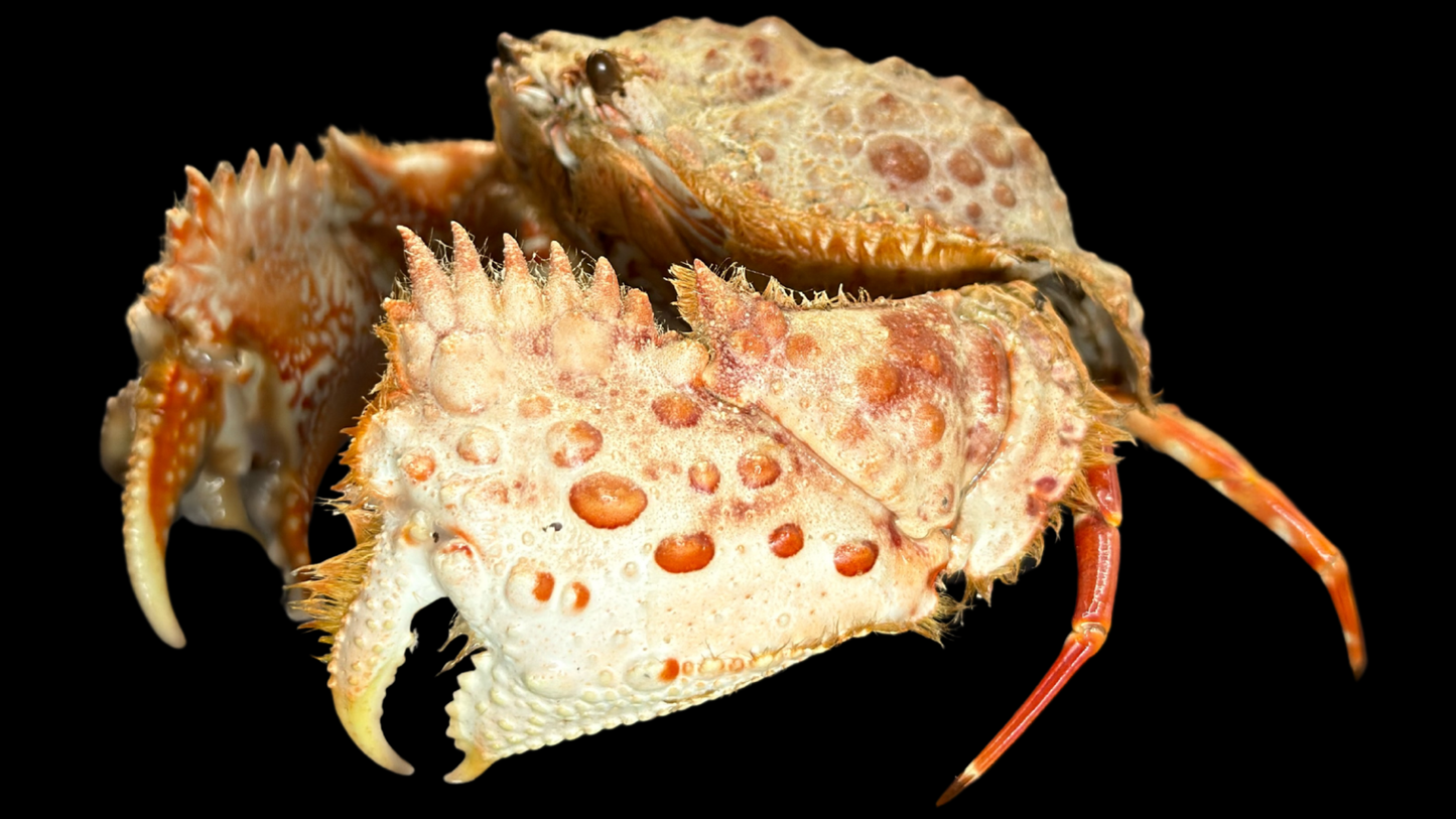 Hairy Crab (Pilumnus etheridgei) | Preserved Crab Specimen | Real Marine Crab