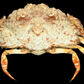 Hairy Crab (Pilumnus etheridgei) | Preserved Crab Specimen | Real Marine Crab