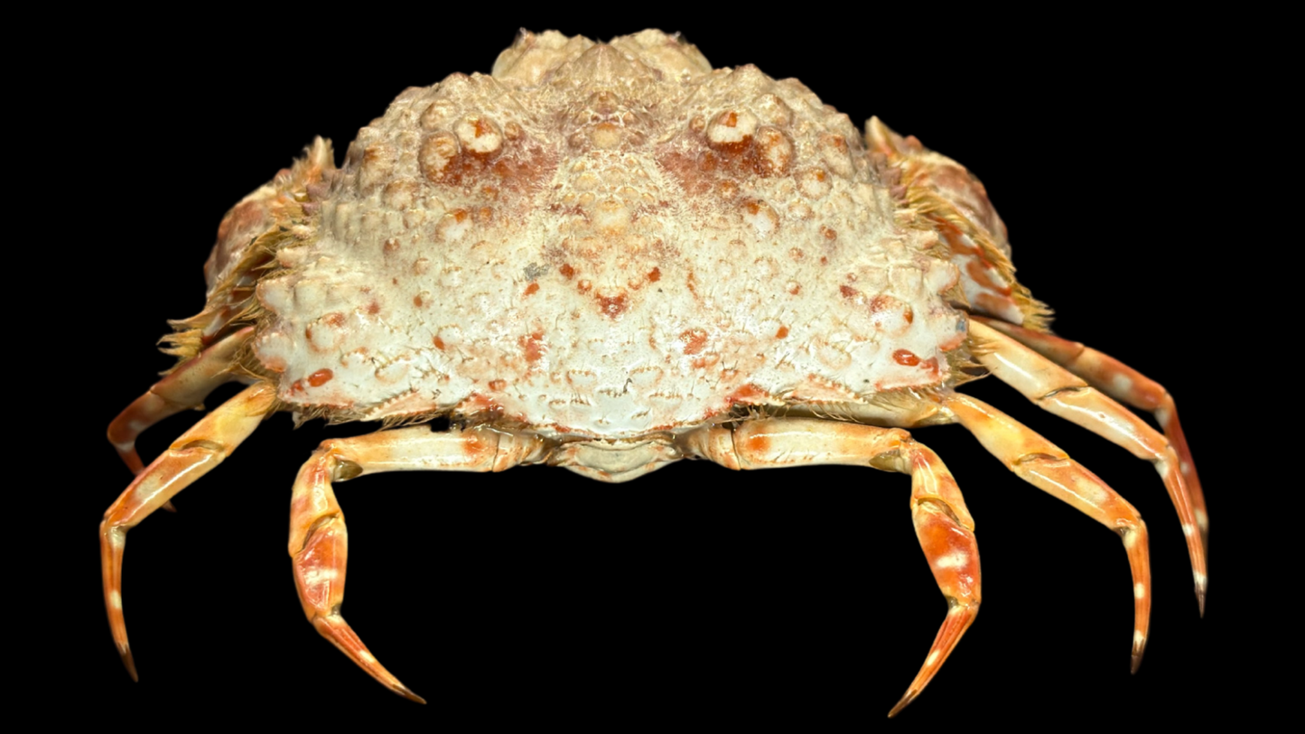 Hairy Crab (Pilumnus etheridgei) | Preserved Crab Specimen | Real Marine Crab