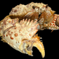 Hairy Crab (Pilumnus etheridgei) | Preserved Crab Specimen | Real Marine Crab
