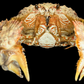 Hairy Crab (Pilumnus etheridgei) | Preserved Crab Specimen | Real Marine Crab