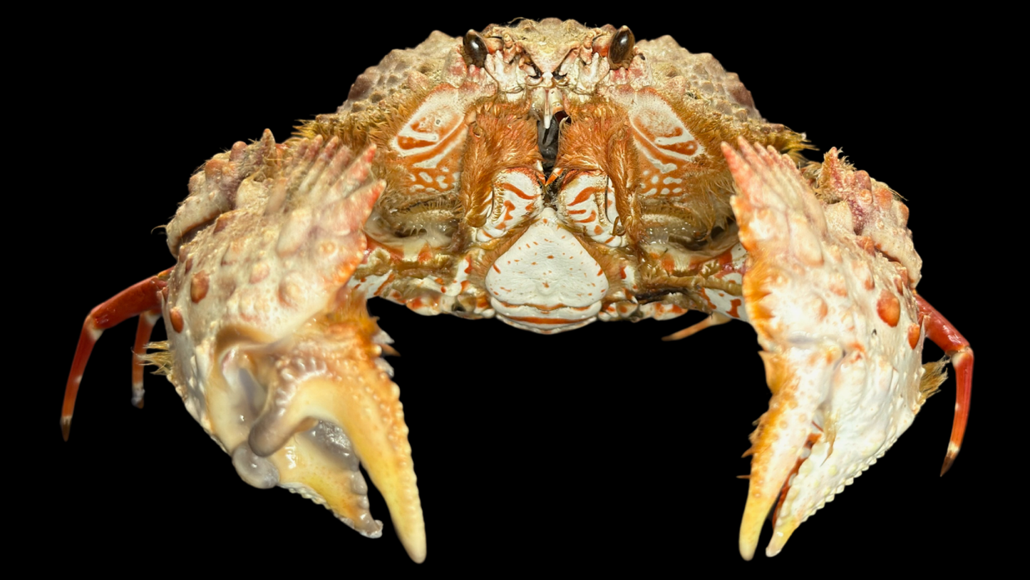 Hairy Crab (Pilumnus etheridgei) | Preserved Crab Specimen | Real Marine Crab