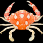 Harlequin Swimming Crab (Lissocarcinus orbicularis) | Preserved Crab Specimen | Real Orbicular Swimming Crab