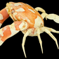 Harlequin Swimming Crab (Lissocarcinus orbicularis) | Preserved Crab Specimen | Real Orbicular Swimming Crab