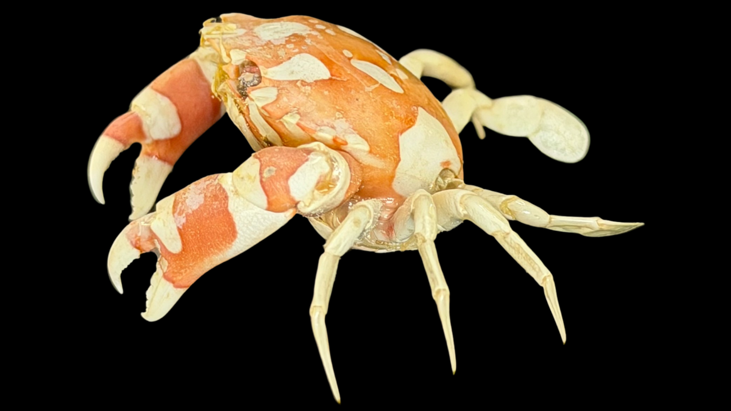Harlequin Swimming Crab (Lissocarcinus orbicularis) | Preserved Crab Specimen | Real Orbicular Swimming Crab