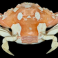 Harlequin Swimming Crab (Lissocarcinus orbicularis) | Preserved Crab Specimen | Real Orbicular Swimming Crab