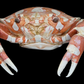 Harlequin Swimming Crab (Lissocarcinus orbicularis) | Preserved Crab Specimen | Real Orbicular Swimming Crab