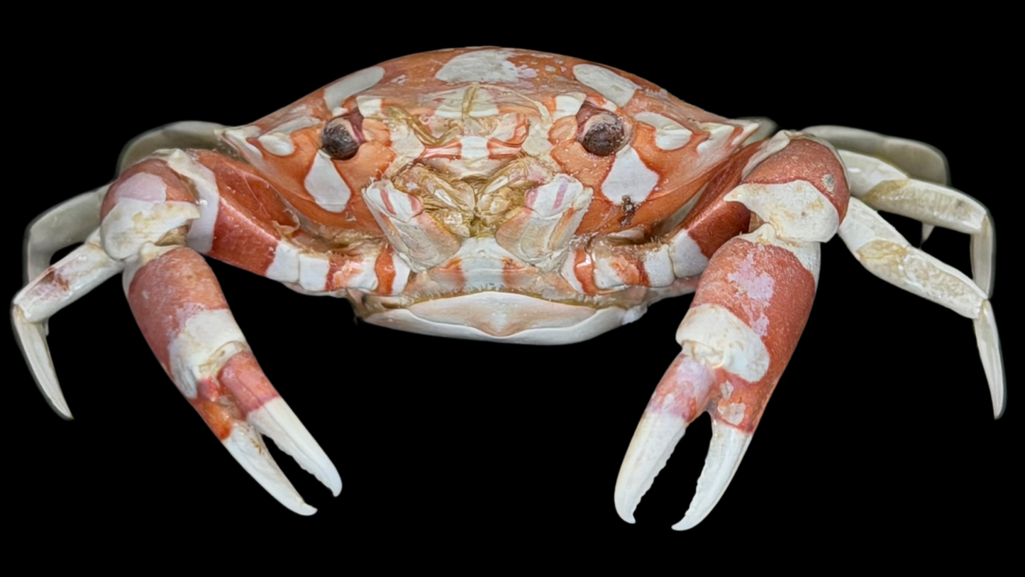 Harlequin Swimming Crab (Lissocarcinus orbicularis) | Preserved Crab Specimen | Real Orbicular Swimming Crab