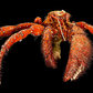 Hermit Crab (Pagurus sinuatus) | Preserved Crab Specimen | Real Marine Hermit Crab