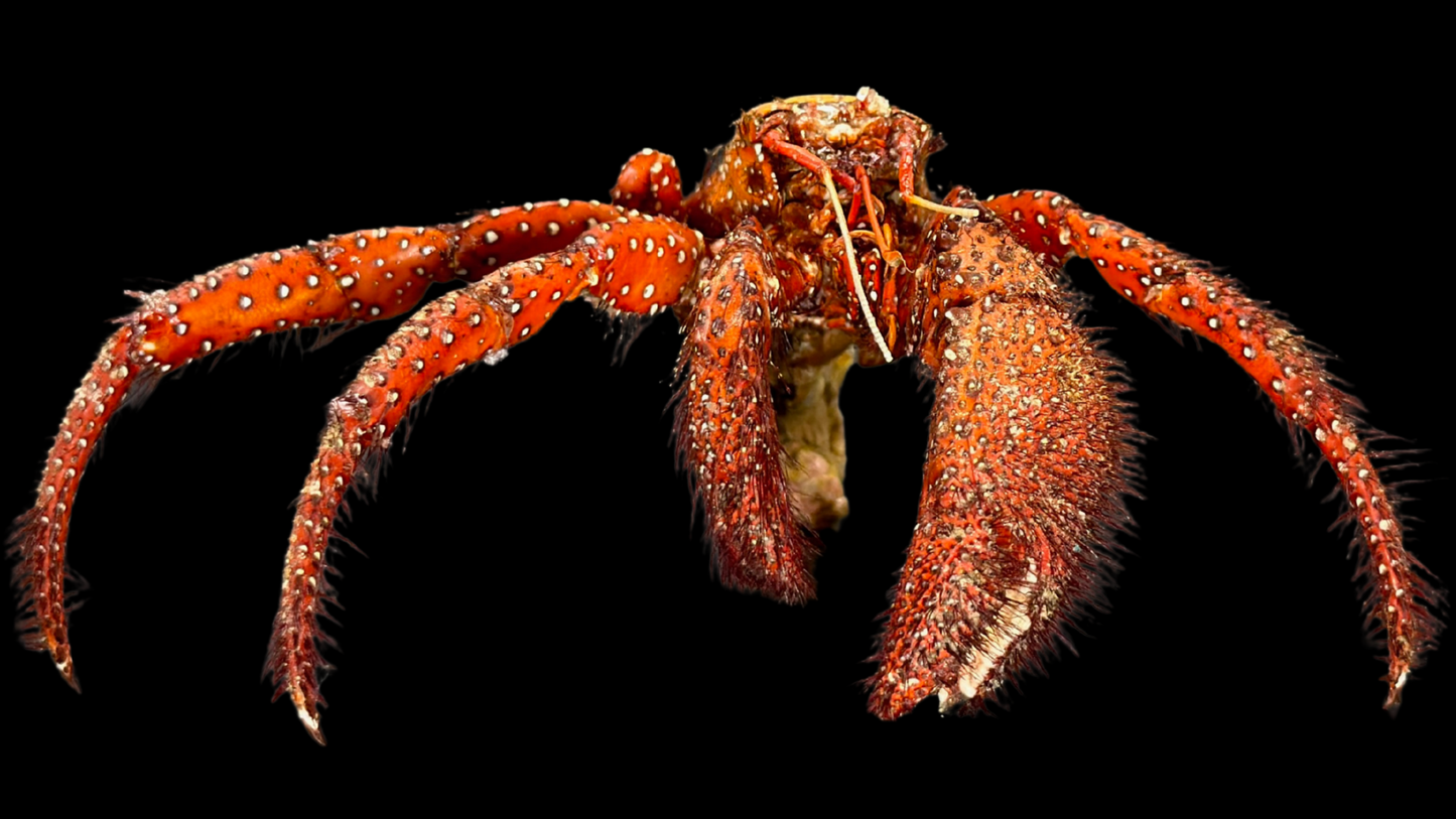 Hermit Crab (Pagurus sinuatus) | Preserved Crab Specimen | Real Marine Hermit Crab