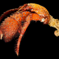 Hermit Crab (Pagurus sinuatus) | Preserved Crab Specimen | Real Marine Hermit Crab